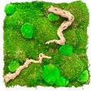 Şoklanmış Yosun Duvar Moss Duvar 50x50 cm