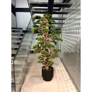 2 metre Bonzai Detay Fotoğrafı