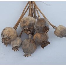 Doğal Haşhaş Otu - Dogal Papaver Kuru Çiçek - 1722