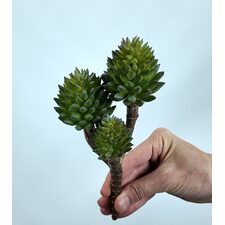 Crassula Tetragona Skulent