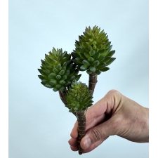 Crassula Tetragona Skulent