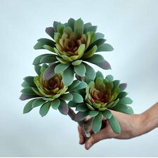Sedum Minor Blam Sukulent
