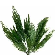 &Ccedil;am Dalı Yeşil Demet&Ccedil;am Dalı Yeşil Demet&Ccedil;am Dalı Yeşil Demet