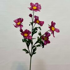 pembe papatya