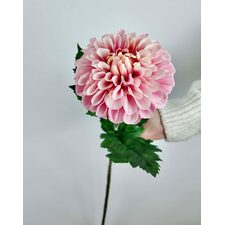 Pembe Krem Renk Geçişli Krizantem