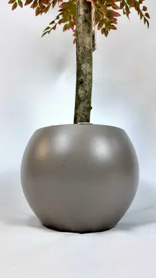 Yapraklı Dekoratif Ağaçlar saksı Detayı