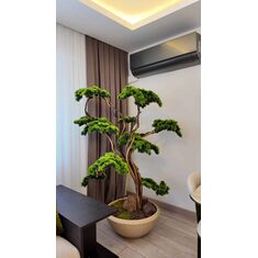 Villa Dekorasyonu İçin Bonsai Ağacı