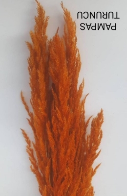 Turuncu Pampas Otu - Kuru Çiçek - 1421