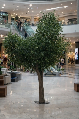büyük zeytin ağacı detay fotoğrafı