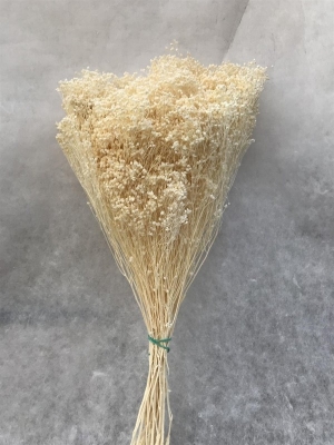 Beyaz Blom Blom - BROOM BLOOM - Kuru Çiçek - 1605