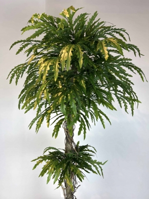 İnce Yapraklı Meşe Ağacı Gövde Detayı
