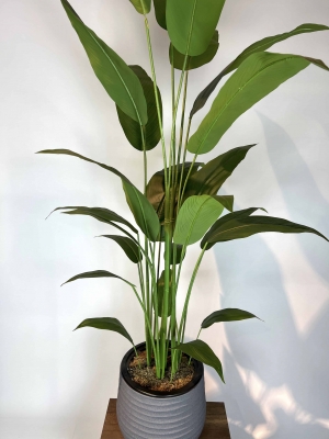 Strelitzia nicolai Yapay Ağaç üstten görünümü