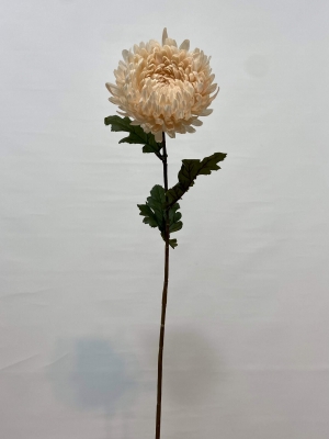 mum çiçeği uzun