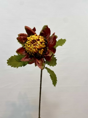 protea çiçeği
