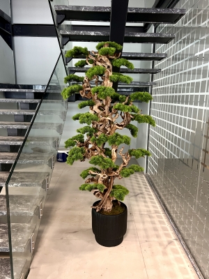 2 metre Bonzai Detay Fotoğrafı