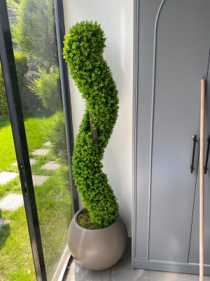 spiral şimşir ağacı detay fotoğrafı