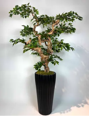 Yapay Ficus Bonzai Ağacı genel görünümü