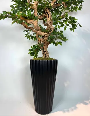 Yapay Ficus Bonzai Ağacı gövde görünümü