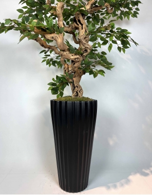 Yapay Ficus Bonzai Ağacı gövde görünümü