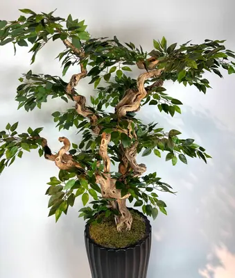 Yapay Ficus Bonzai Ağacı yaprak görünümü