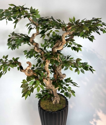 Yapay Ficus Bonzai Ağacı yaprak görünümü