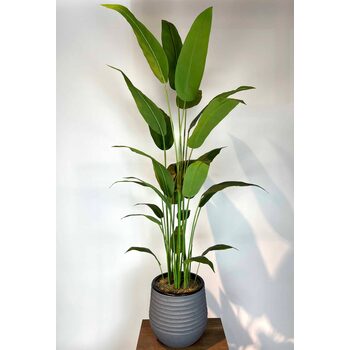 Strelitzia nicolai Yapay Ağa&ccedil; Detaylı Fotoğrafı