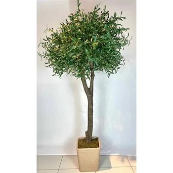 2.5 mt Zeytin Ağacı Detaylı Fotoğrafı
