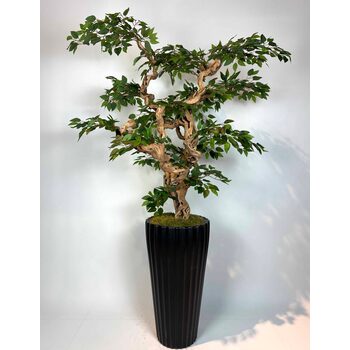 Yapay Ficus Bonzai Ağacı genel g&ouml;r&uuml;n&uuml;m&uuml;