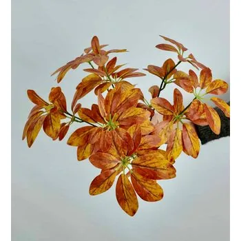 Schefflera (Şeflera) &Ccedil;i&ccedil;eği &Ccedil;eşitleri Turuncu