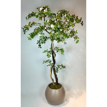 2 Mt Yapay Schefflera Ağacı