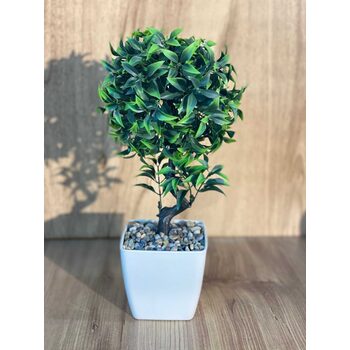 Saksıda Ağa&ccedil; 35 cm