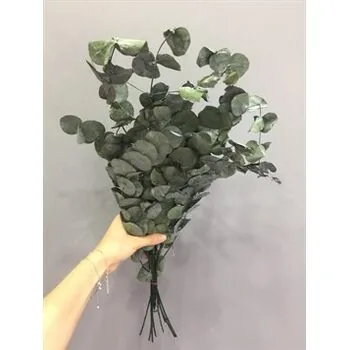 Şoklanmış Okaliptus Yaprak Kurutulmuş Okaliptus