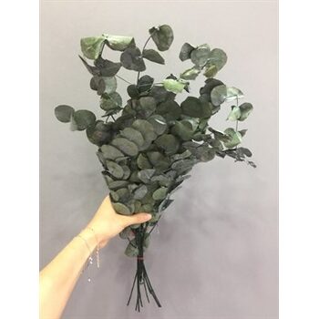 Şoklanmış Okaliptus Yaprak Kurutulmuş Okaliptus