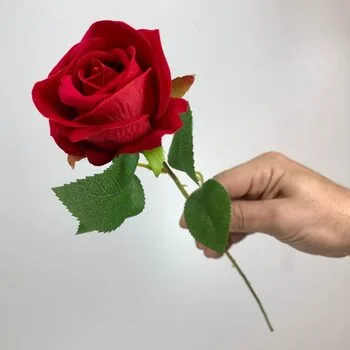 Kırmızı Kadife G&uuml;l