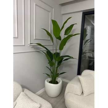 Lale Saksılı Starli&ccedil;e Ağacı Detay Fotoğrafı
