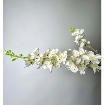 Beyaz Delfium
