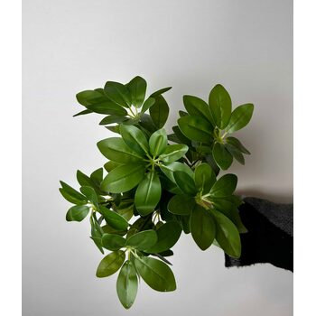 Schefflera (Şeflera) &Ccedil;i&ccedil;eği &Ccedil;eşitleri