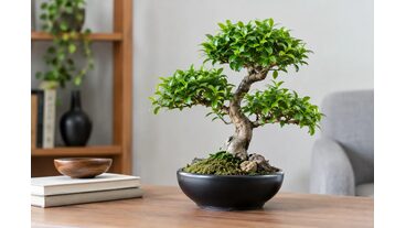 Yapay Bonsai Dekorasyonu İ&ccedil;in 7 Se&ccedil;im İpucu
