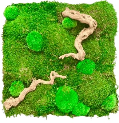 Şoklanmış Yosun Duvar Moss Duvar 50x50 cm