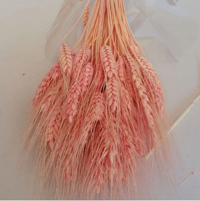 Pembe Başak Otu - Kuru Çiçek - 1406