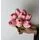 Pembe Islak Lale