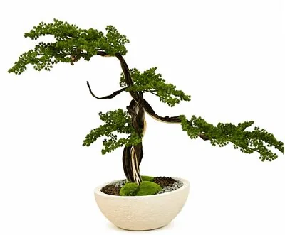 Japon Bonzai Yapay Ağa&ccedil; Detay Fotoğrafı