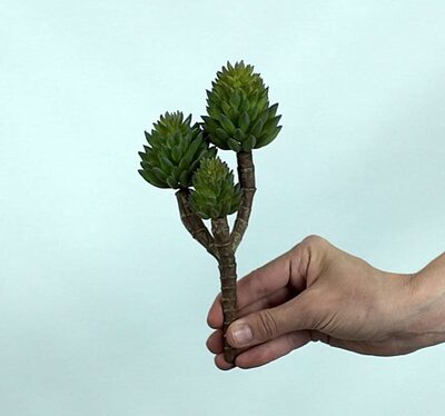 Crassula Tetragona Skulent