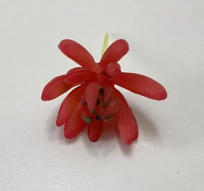 Mini Kırmızı Skullent