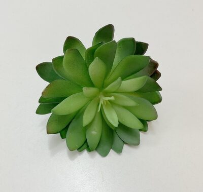 Prince Echevieria Sukulent