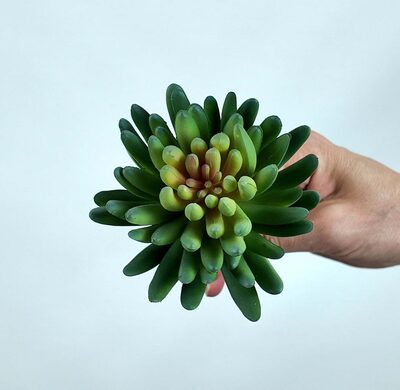 Sedum Minor Blam Sukulent