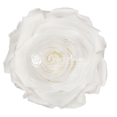 Şoklu Beyaz Gül Rose Amor - Kutu Gülü Sapsız - 1603