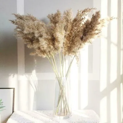 Pampas 10 Dal 100 Cm Boyunda