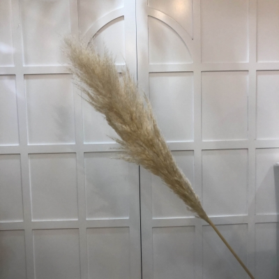 Pampas Çiçeği