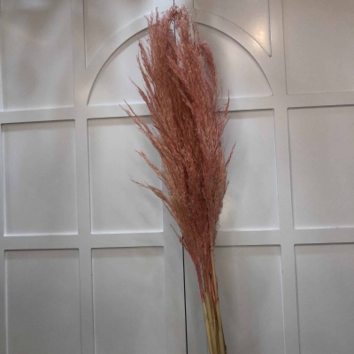 Pembe Pampas Otu - Kuru Çiçek 